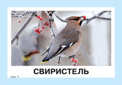 Птицы 2+. 34 карточки – фото 4