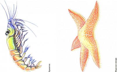 Катуков О. И. Обитатели океанов в картинках – фото 1