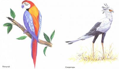 Кулакова Наталья Игоревна. Птицы в картинках. Выпуск 3. Наглядное пособие для педагогов, логопедов, воспитателей и родителей – фото 1