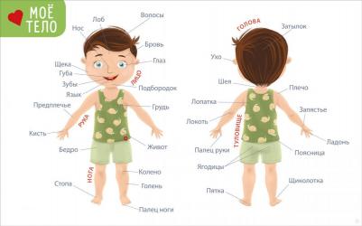 издательство Мои первые развивающие плакаты – фото 3