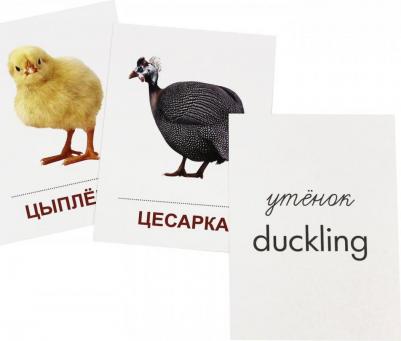 Демонстрационные картинки Супер птицы Домашние и Декоративные 00-00003236 – фото 1