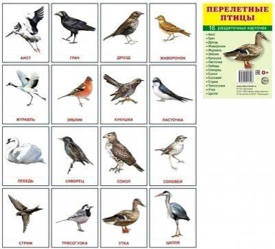 Демонстрационные картинки Супер. Перелетные птицы.16 раздаточных карточек с текстом – фото 1