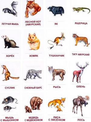 Демонстрационные Материалы Раздаточные карточки Дикие Животные-2 – фото 5