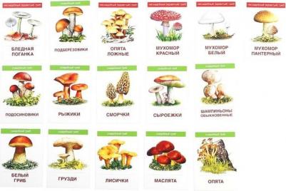 Обучающие карточки "Грибы", 16 раздаточных карточек с текстом – фото 4
