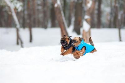 Курточка AiryVest двухсторонняя черно-голубая размер XS 25 для собак – фото 16