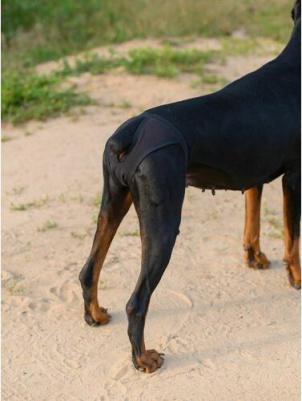 Трусы для собак размер XS, черные – фото 6