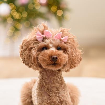 Бантик для собак, 2 шт., 4х3,5 см, розовый