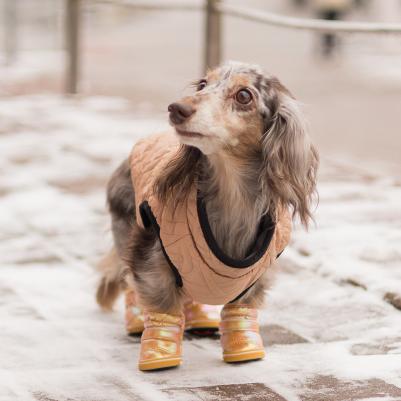 Ботинки-дутики для собак, L, золотой – фото 1