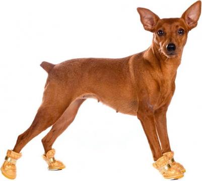 Ботинки-дутики для собак XS золотой (унисекс) – фото 2