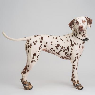 Ботинки на липучках для собак, XL, зеленый (унисекс) – фото 1