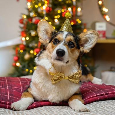 Колпак + бантик золотой Праздник – фото 7