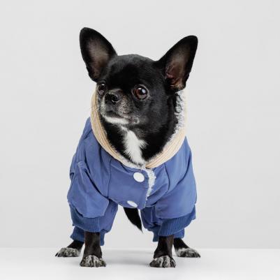 Комбинезон с цветочком для собак, S, голубой (девочка)