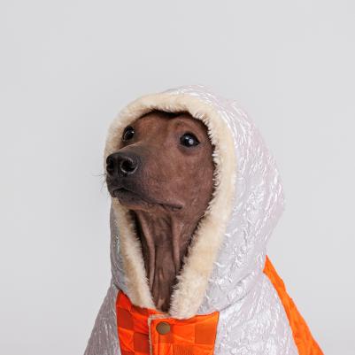 Комбинезон с капюшоном для собак, 2XL, оранжевый – фото 3