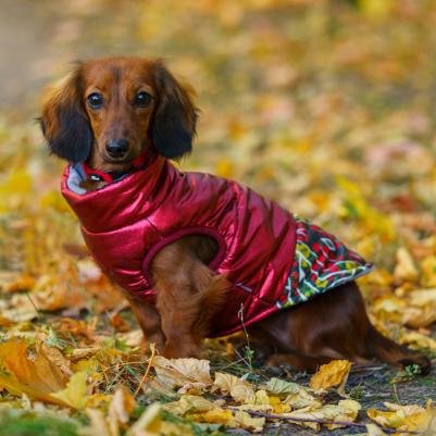 Куртка для собак на замке, XL, красная – фото 4