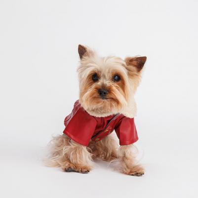 Куртка из кожзама для собак, XS, красная – фото 1