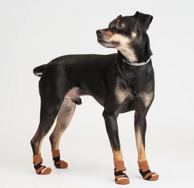 Носки с пятнами для собак, 2XL, коричневый – фото 2