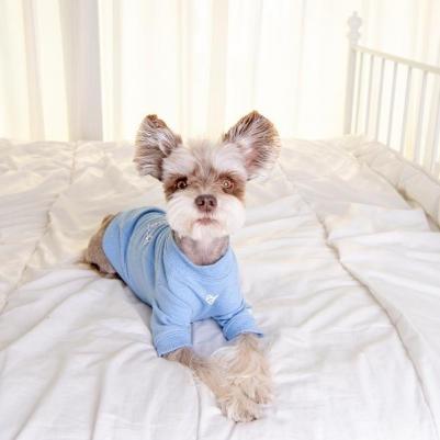 Футболка для собак "Gwyneth" голубая, размер L – фото 1