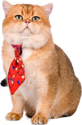 Галстук для собак красный светящийся Led – фото 1