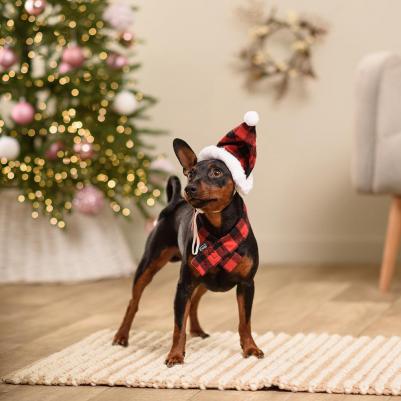 Колпак и шарф новогодний для собак, колпак 26 см, шарф 45 см, красный в клетку – фото 3