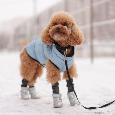 Куртка на замке для собак, L, голубая – фото 5