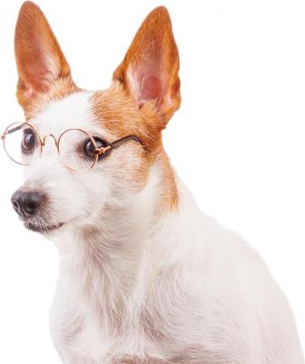 Очки солнечные для собак и кошек, прозрачные – фото 2