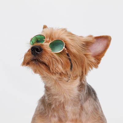 Очки солнечные для собак и кошек, зеленые