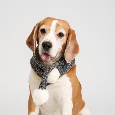 Шарф для собак, 9х60 см, серый меланж