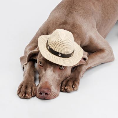 Шляпа ковбойская со звездой для собак и кошек, 19х17х6,5 см, бежевая – фото 1