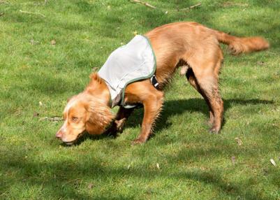 Insect Shield Dog Vest Жилетка защитная д/собак с пропиткой от насекомых XXL – фото 3