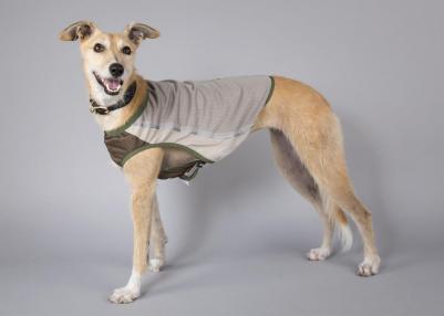 Insect Shield Dog Vest Жилетка защитная д/собак с пропиткой от насекомых XXL – фото 4