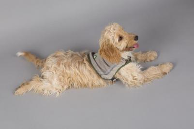 Insect Shield Dog Vest Жилетка защитная д/собак с пропиткой от насекомых XXL – фото 5