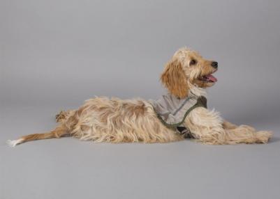 Insect Shield Dog Vest Жилетка защитная д/собак с пропиткой от насекомых XXL – фото 8