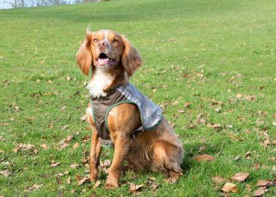 Insect Shield Dog Vest Жилетка защитная д/собак с пропиткой от насекомых XXL – фото 11