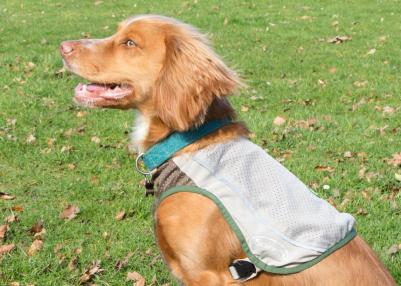 Insect Shield Dog Vest Жилетка защитная д/собак с пропиткой от насекомых XXL – фото 12
