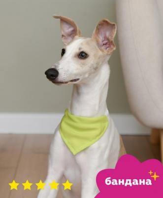 Бандана для животных Баден, зеленая неон, L, ош 40-55 см