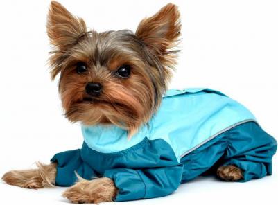 дождевик для собак "Исонадэ" (XL) – фото 6