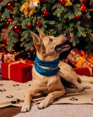 Шарф для собак унисекс, демисезон, зима, голубой, S – фото 4