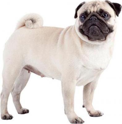 Комбинезон для собак Мопс мужской, в ассортименте, длина спины 30 см – фото 5