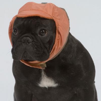 Шапка №1 теплая плащевка, флис для породы: йоркширский терьер, гриффон, шпиц – фото 8