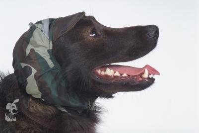 Шапка №1 теплая плащевка, флис для породы: йоркширский терьер, гриффон, шпиц – фото 19