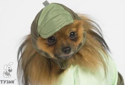 Шапка для собак китайская хохлатая, ши-тцу, унисекс, в ассортименте – фото 6