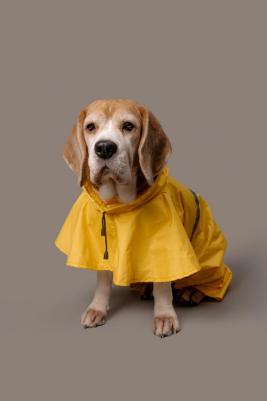 Попона для собак, унисекс, желтый, L, длина спины 38 см – фото 1