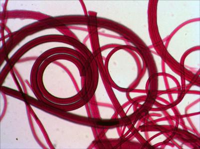 Набор микропрепаратов N80 NG Увидеть все! (RU) – фото 1