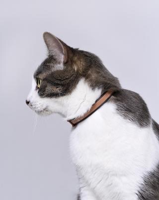 Ошейник БАРС от блох и клещей для кошек – фото 7