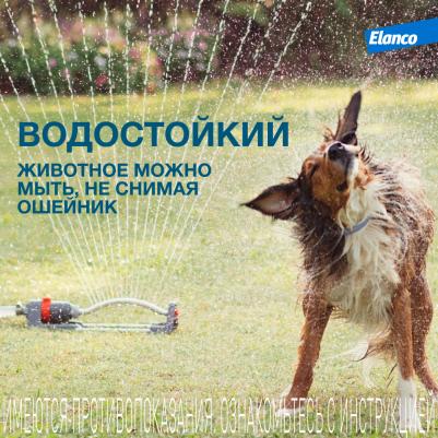 Ошейник для собак ФОРЕСТО от 8кг от клещей, блох и вшей, защита 8 месяцев 70см – фото 5