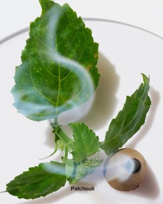 Aromatics Elixir – фото 2
