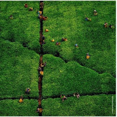 Vetiver – фото 12