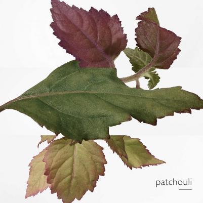 L'Ambre des Merveilles – фото 1