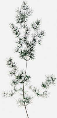 Solo Loewe Cedro – фото 10