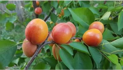 Абрикос колоновидный Звездный